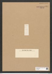 Diatomeae indet. Zeichnungen Sammlung Grunow Nr. 6254 (NHMW-BOT-W0374851)